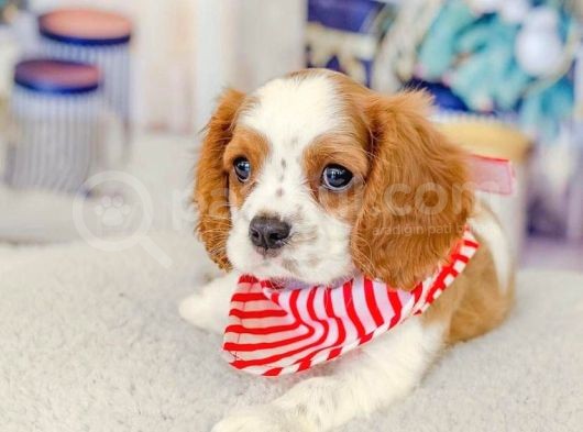 Evinizin Yeni Neşesi Cavalier King Charles Yavruları görsel
