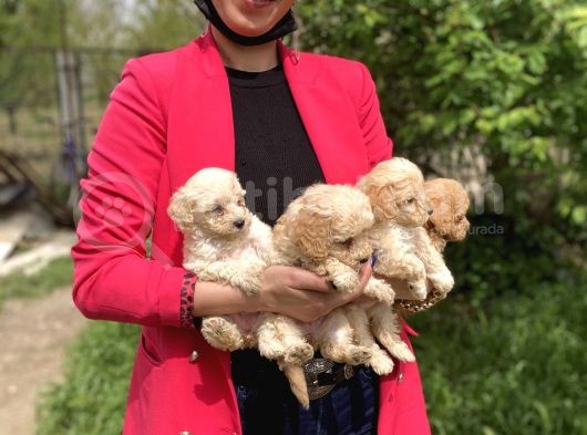 Maltipoo Red Yavrularım Sağlık Ve Irk Garantilidir görsel