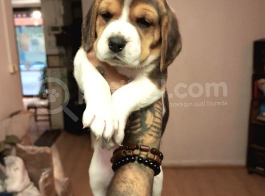 Beagle Yavrularım Sağlık Ve Irk Garantilidir görsel