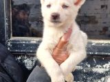 Mavi Gözlü Orjinal Husky/ Sibirya Yavrular