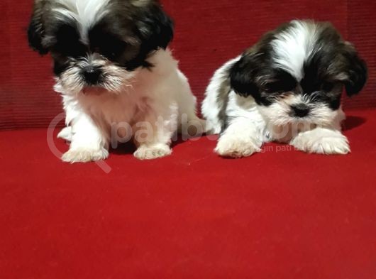 Orjinal Shih Tzu Yavrular görsel