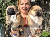 Irk Garantili Muh Çin Aslanı Chow Chow Yavrularımız