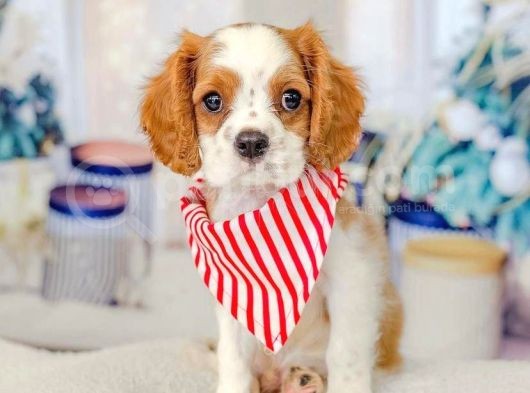Evinizin Yeni Neşesi Cavalier King Charles Yavruları