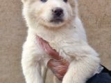 Mavi gözlü orjinal Husky/ sibirya yavrular