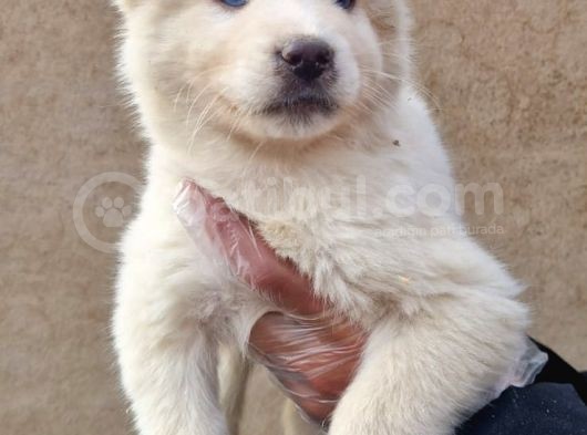 Mavi Gözlü Orjinal Husky/ Sibirya Yavrular