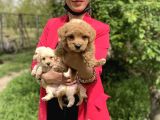 Maltipoo Red Yavrularım Sağlık Ve Irk Garantilidir