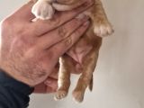 Orjinal Maltipoo Yavrularımız