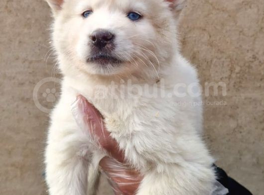 Mavi Gözlü Orjinal Husky/ Sibirya Yavrular görsel
