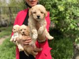 Maltipoo Red Yavrularım Sağlık Ve Irk Garantilidir
