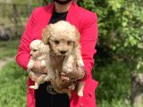 Maltipoo Red Yavrularım Sağlık Ve Irk Garantilidir
