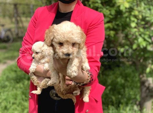 Maltipoo Red Yavrularım Sağlık Ve Irk Garantilidir görsel
