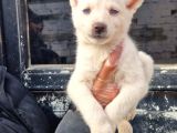 Mavi Gözlü Orjinal Husky/ Sibirya Yavrular