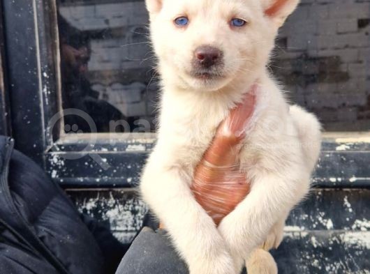 Mavi Gözlü Orjinal Husky/ Sibirya Yavrular görsel