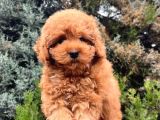 Erkek Güzeli Toy Poodle Yavrumuz