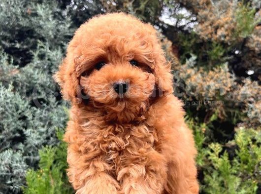 Erkek Güzeli Toy Poodle Yavrumuz görsel
