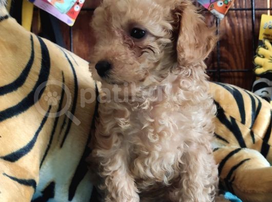 A Secere Sevi̇mli̇li̇k Abi̇desi̇ Toy Poodle Bebekleri̇mi̇z görsel