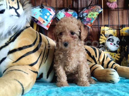 A Secere Sevi̇mli̇li̇k Abi̇desi̇ Toy Poodle Bebekleri̇mi̇z görsel