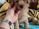 A Secere Sevi̇mli̇li̇k Abi̇desi̇ Toy Poodle Bebekleri̇mi̇z