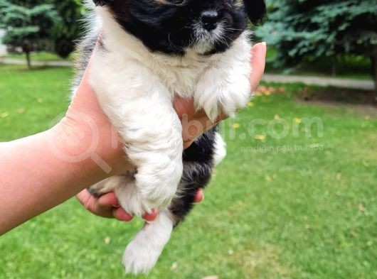 Vonalpet Garanti̇si̇yle Mükemmel Kali̇tede Shi̇h Tzu Yavrularimiz görsel