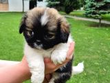 Vonalpet Garanti̇si̇yle Mükemmel Kali̇tede Shi̇h Tzu Yavrularimiz