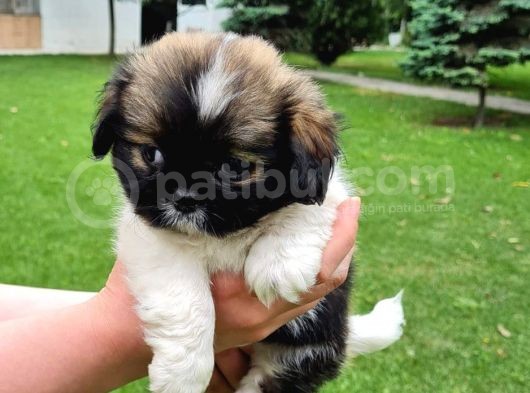 Vonalpet Garanti̇si̇yle Mükemmel Kali̇tede Shi̇h Tzu Yavrularimiz görsel