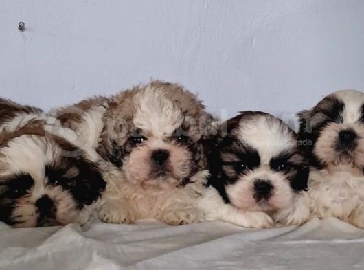 Vonalpet Garanti̇si̇yle Mükemmel Kali̇tede Shi̇h Tzu Yavrularimiz
