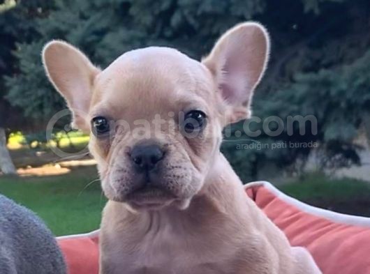 Vonalpet Garanti̇si̇yle Mükemmel Kali̇tede French Bulldog Yavrularimiz