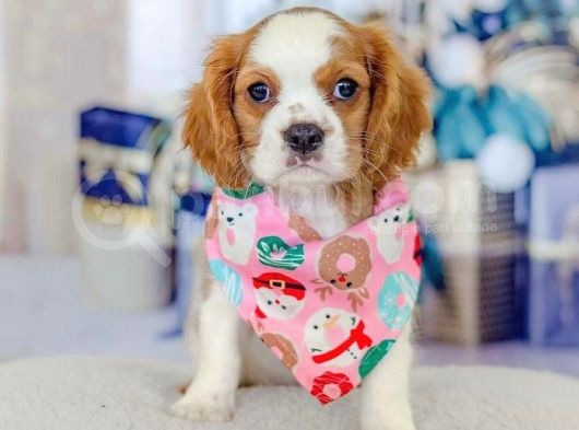 Yeni Yuvalarına Gitmeye Hazır Cavalier King Charles Yavrular