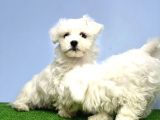 Maltese Terri̇er Yavrusu