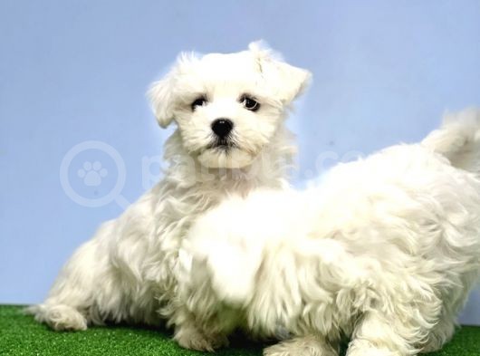 Maltese Terri̇er Yavrusu görsel