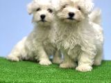Maltese Terri̇er Yavrusu