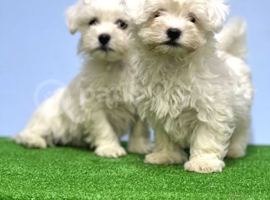 Maltese Terri̇er Yavrusu görsel