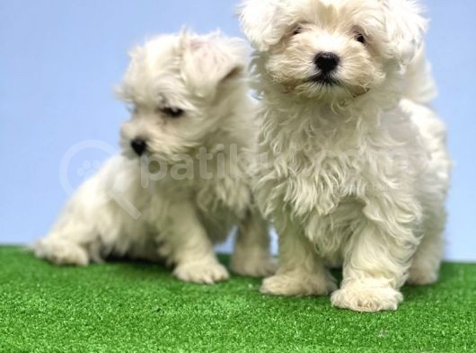 Maltese Terri̇er Yavrusu görsel