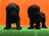 Resmî Üreti̇m Çi̇ftli̇ği̇nden Si̇yah Toy Poodle Yavrular