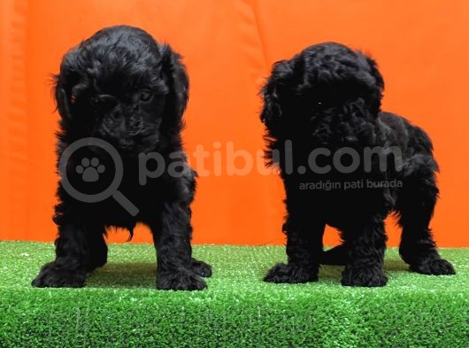 Resmî Üreti̇m Çi̇ftli̇ği̇nden Si̇yah Toy Poodle Yavrular görsel
