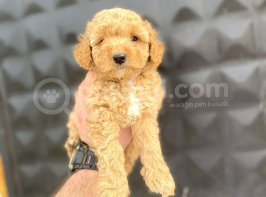 Di̇şi̇ Erkek Toy Poodle Bebekler