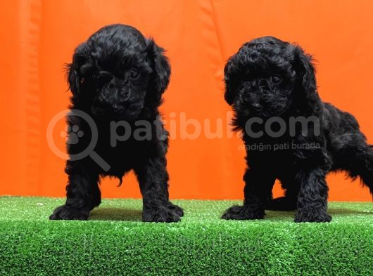 Resmî Üreti̇m Çi̇ftli̇ği̇nden Si̇yah Toy Poodle Yavrular görsel