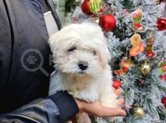 0 Numara Maltese Yavrulari