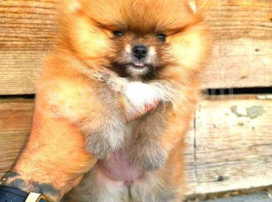 Pomerani̇an Orange Üst Kali̇te Di̇şi̇