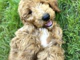 DEV BOY AŞILI POODLE STANDART BEBEKLER