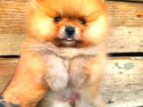 Pomerani̇an Orange Üst Kali̇te Di̇şi̇