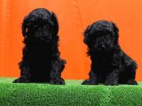 Resmî Üreti̇m Çi̇ftli̇ği̇nden Si̇yah Toy Poodle Yavrular