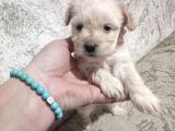 HARİKA SON KALAN ERKEK MALTİPOO YAVRULAR