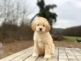 Poodle Ayarında F1 Maltipoo Erkek Yavrumuz