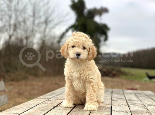 Poodle Ayarında F1 Maltipoo Erkek Yavrumuz görsel