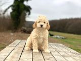 Poodle Ayarında F1 Maltipoo Erkek Yavrumuz