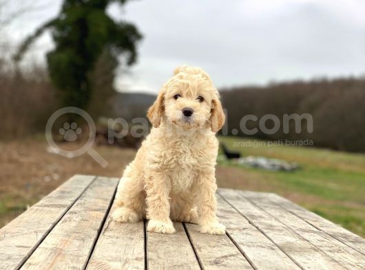 Poodle Ayarında F1 Maltipoo Erkek Yavrumuz görsel