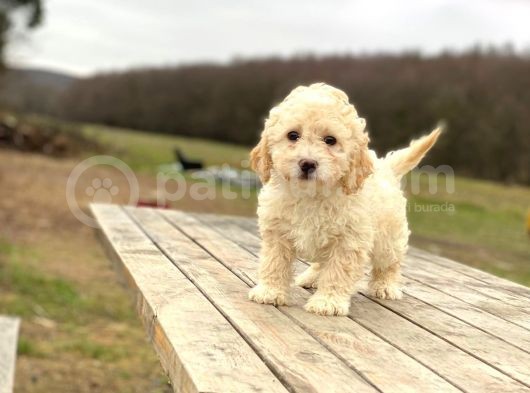 Poodle Ayarında F1 Maltipoo Erkek Yavrumuz