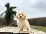 Poodle Ayarında F1 Maltipoo Erkek Yavrumuz