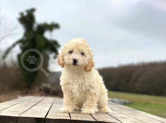Poodle Ayarında F1 Maltipoo Erkek Yavrumuz görsel
